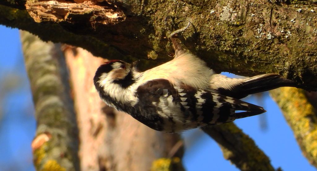 Dzięciołek, dzięcioł mały (Dryobates minor)