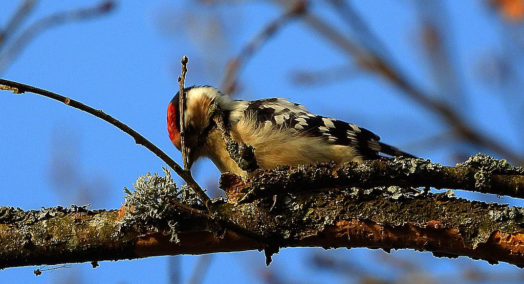 Dzięciołek, dzięcioł mały (Dryobates minor)