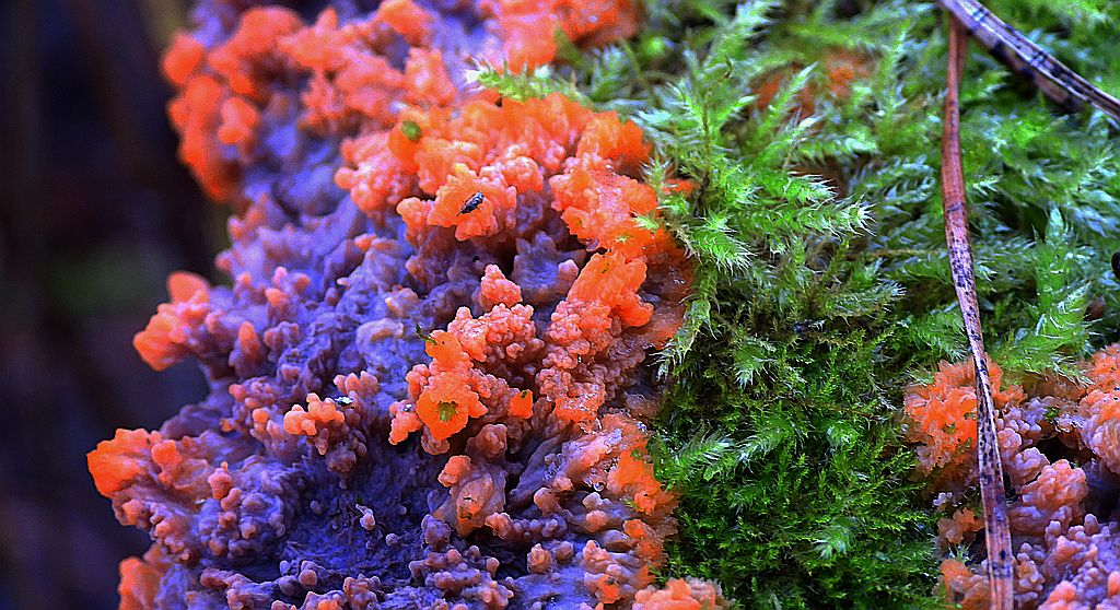 Żylak promienisty (Phlebia radiata)