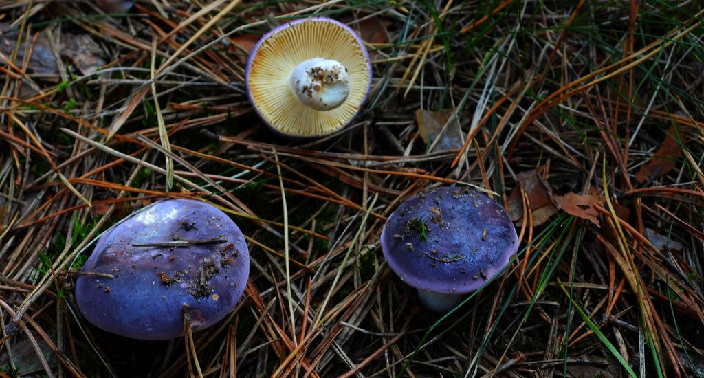 Gołąbek lazurowy (Russula azurea)