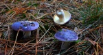 Gołąbek lazurowy (Russula azurea)