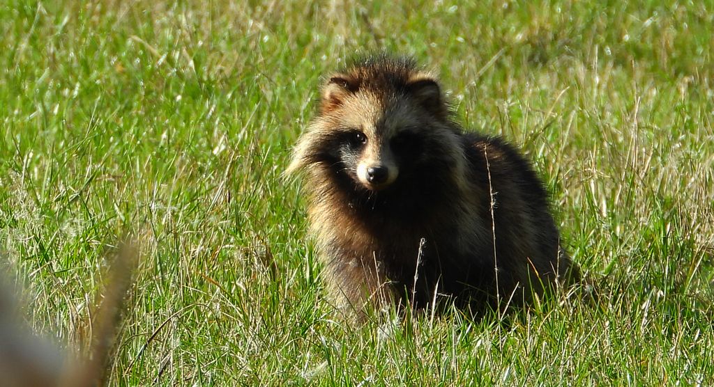 Jenot azjatycki, jenot, szop usuryjski, junat, kunopies (Nyctereutes procyonoides)