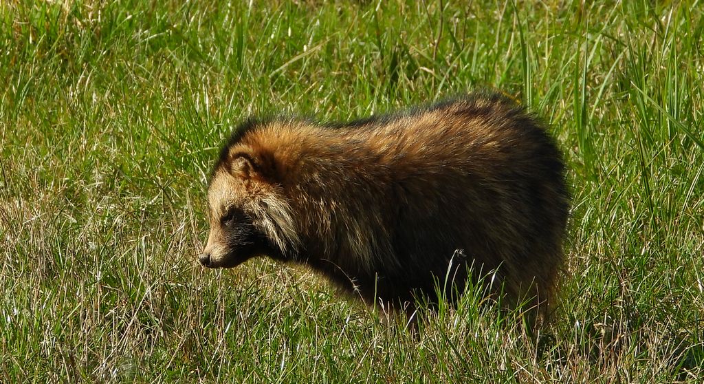 Jenot azjatycki, jenot, szop usuryjski, junat, kunopies (Nyctereutes procyonoides)