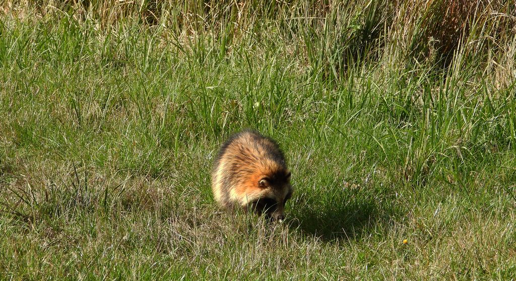 Jenot azjatycki, jenot, szop usuryjski, junat, kunopies (Nyctereutes procyonoides)