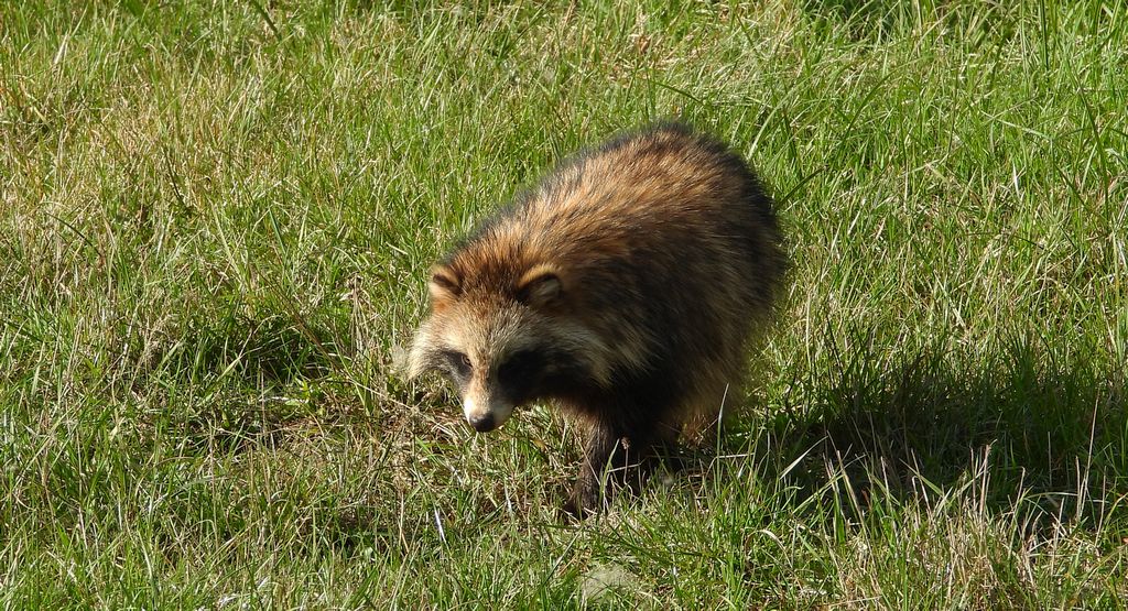 Jenot azjatycki, jenot, szop usuryjski, junat, kunopies (Nyctereutes procyonoides)