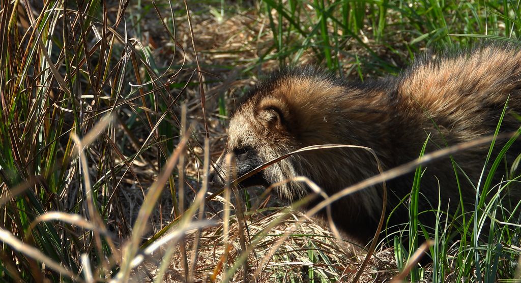 Jenot azjatycki, jenot, szop usuryjski, junat, kunopies (Nyctereutes procyonoides)