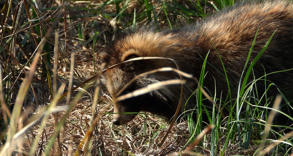 Jenot azjatycki, jenot, szop usuryjski, junat, kunopies (Nyctereutes procyonoides)