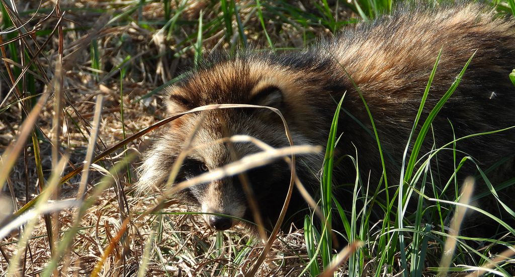 Jenot azjatycki, jenot, szop usuryjski, junat, kunopies (Nyctereutes procyonoides)