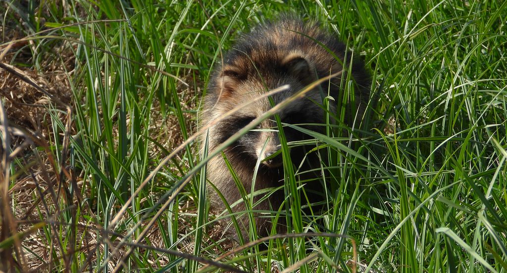 Jenot azjatycki, jenot, szop usuryjski, junat, kunopies (Nyctereutes procyonoides)