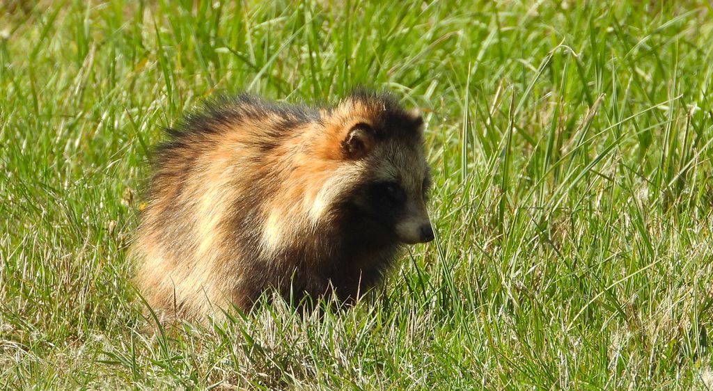 Jenot azjatycki, jenot, szop usuryjski, junat, kunopies (Nyctereutes procyonoides)