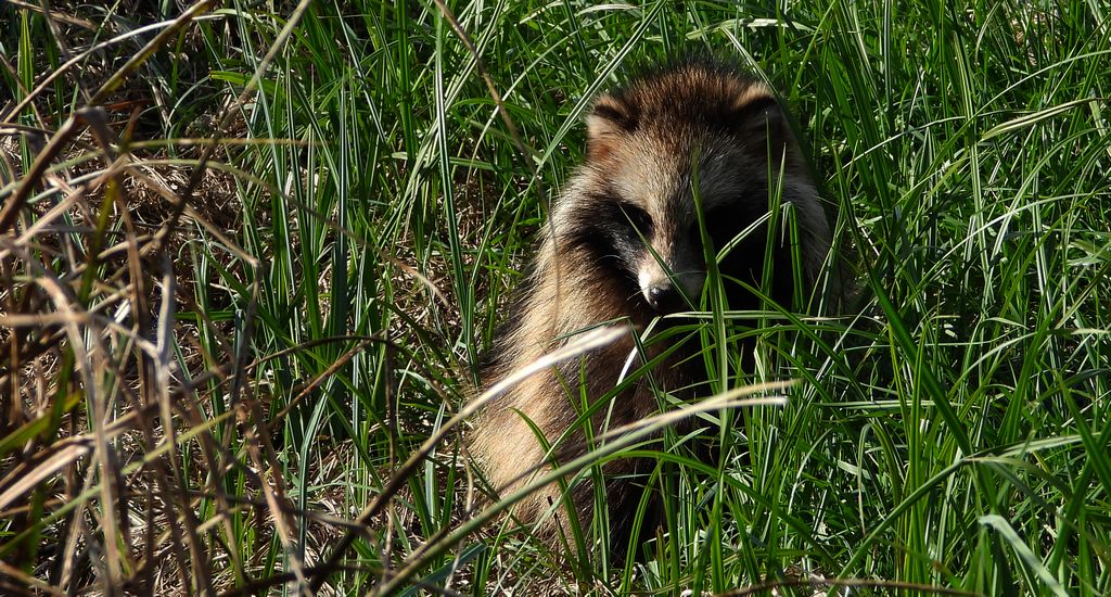 Jenot azjatycki, jenot, szop usuryjski, junat, kunopies (Nyctereutes procyonoides)