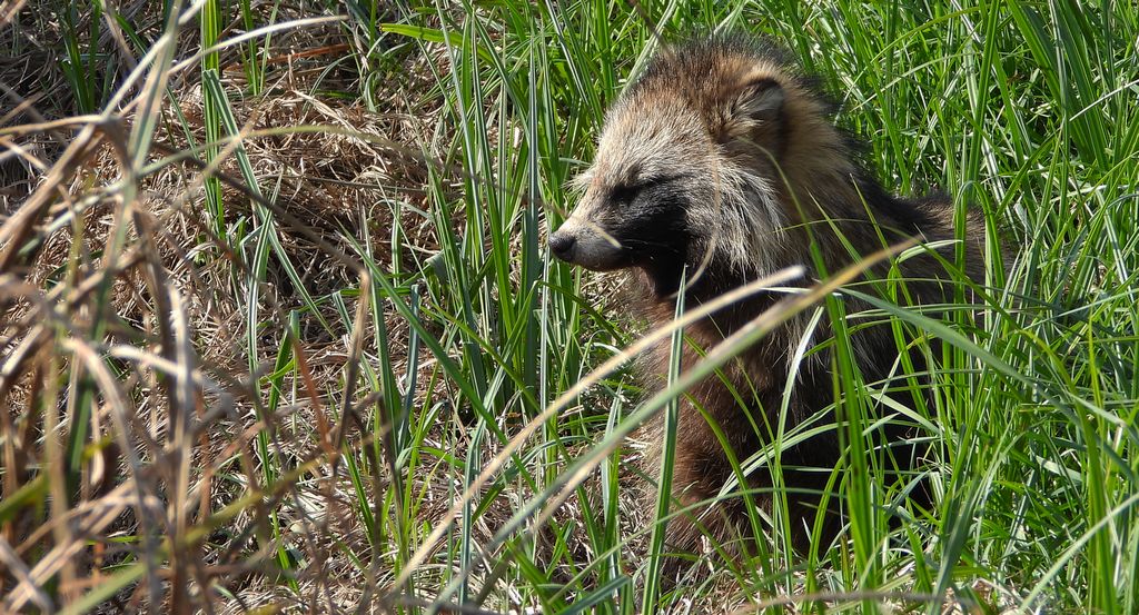 Jenot azjatycki, jenot, szop usuryjski, junat, kunopies (Nyctereutes procyonoides)