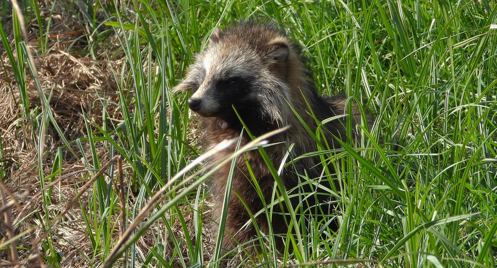 Jenot azjatycki, jenot, szop usuryjski, junat, kunopies (Nyctereutes procyonoides)