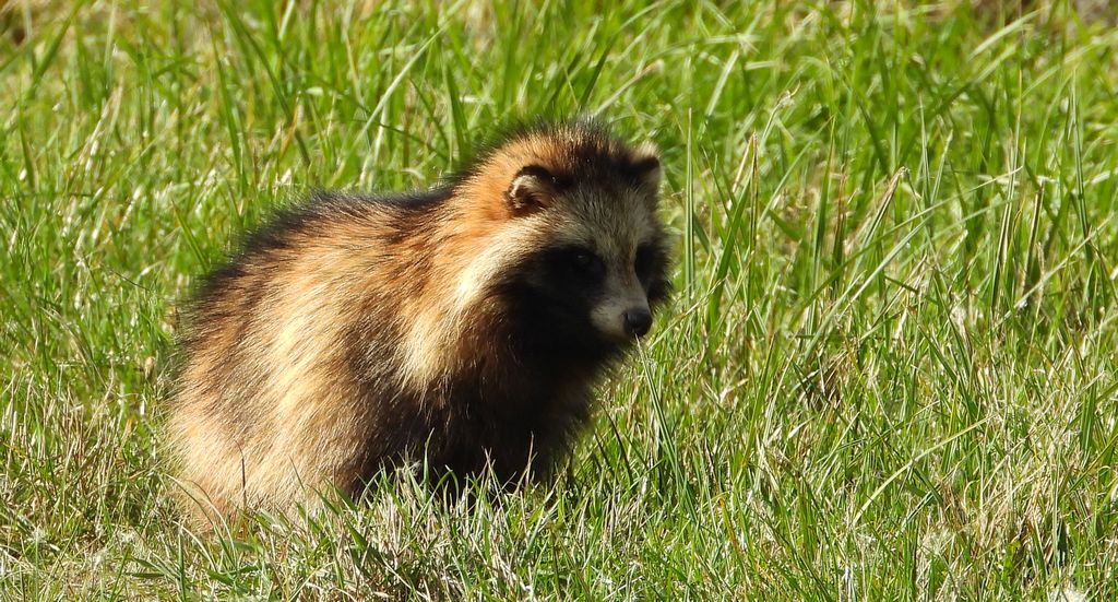 Jenot azjatycki, jenot, szop usuryjski, junat, kunopies (Nyctereutes procyonoides)