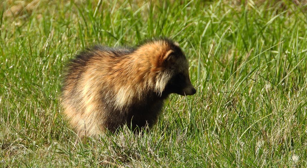 Jenot azjatycki, jenot, szop usuryjski, junat, kunopies (Nyctereutes procyonoides)