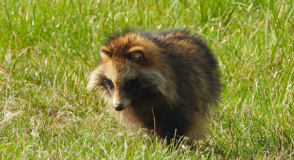 Jenot azjatycki, jenot, szop usuryjski, junat, kunopies (Nyctereutes procyonoides)