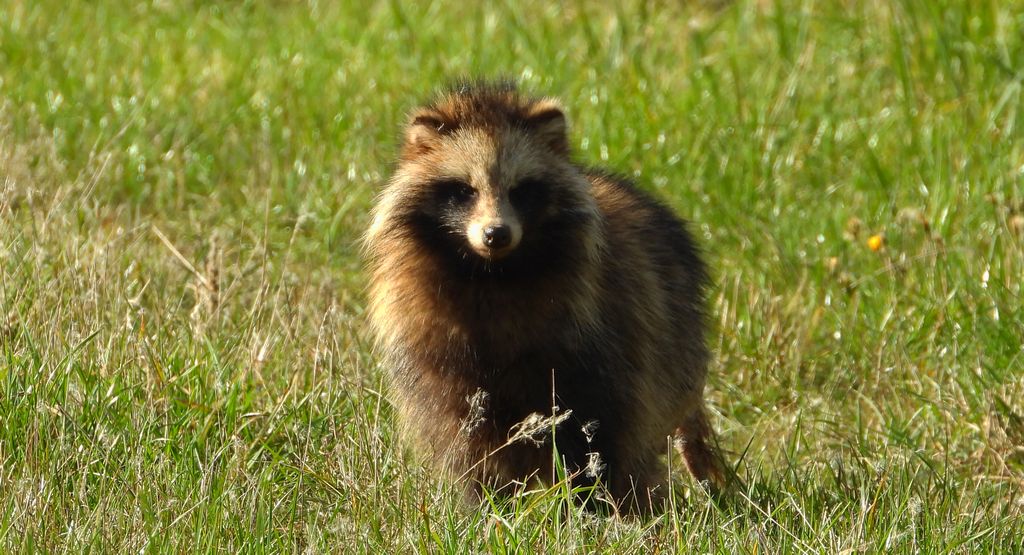 Jenot azjatycki, jenot, szop usuryjski, junat, kunopies (Nyctereutes procyonoides)