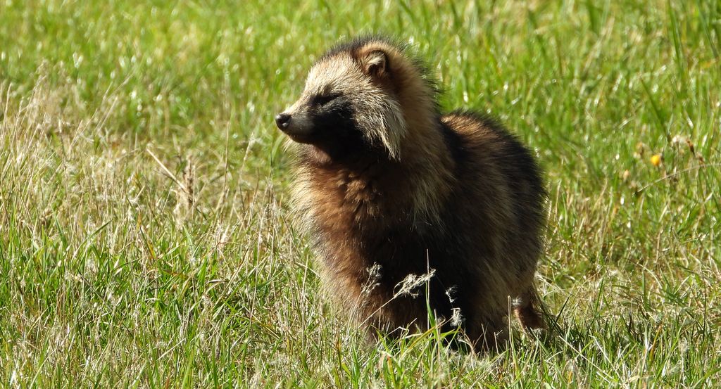 Jenot azjatycki, jenot, szop usuryjski, junat, kunopies (Nyctereutes procyonoides)