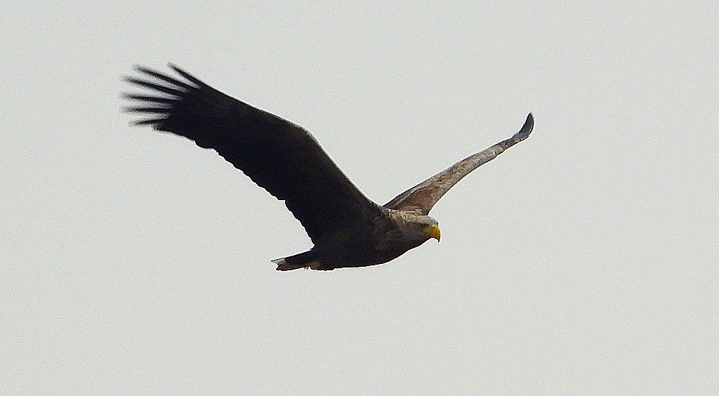 Bielik, orzeł bielik, birkut (Haliaeetus albicilla)