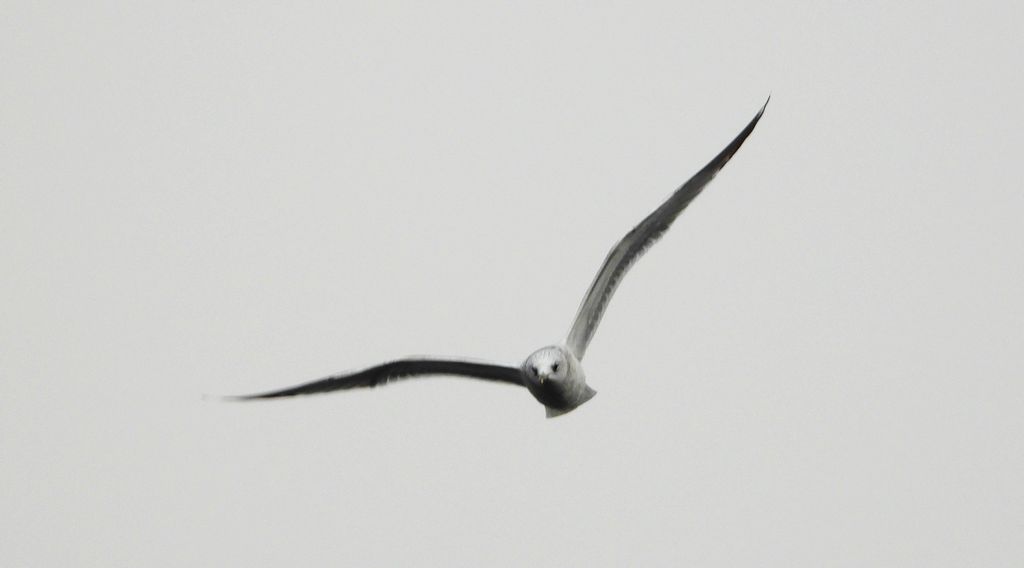 Mewa siwa, mewa pospolita (Larus canus)