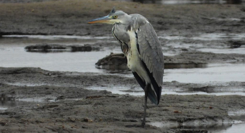 Czapla siwa (Ardea cinerea)