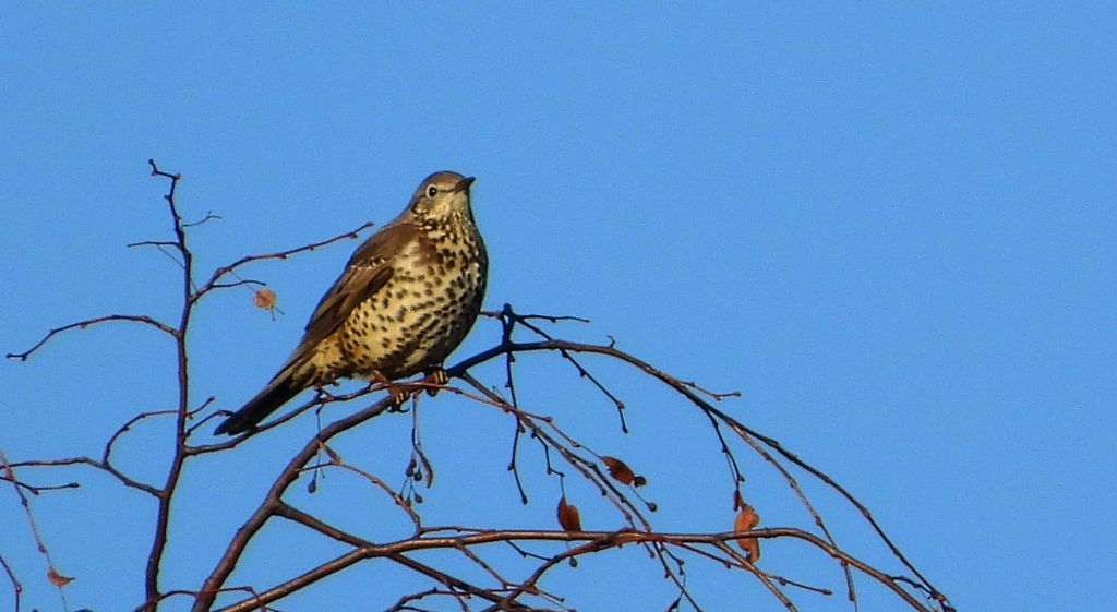 Paszkot (Turdus viscivorus)