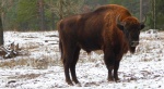 Żubr europejski, żubr (Bos bonasus)