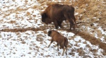 Żubr europejski, żubr (Bos bonasus)
