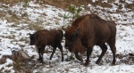 Żubr europejski, żubr (Bos bonasus)
