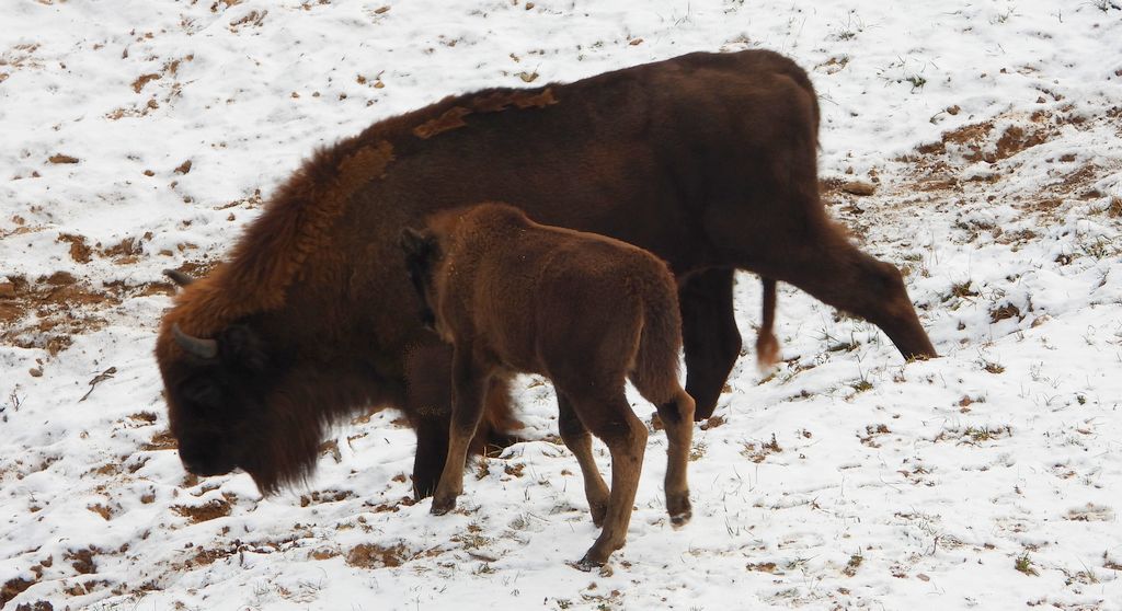Żubr europejski, żubr (Bos bonasus)