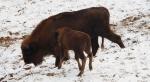 Żubr europejski, żubr (Bos bonasus)