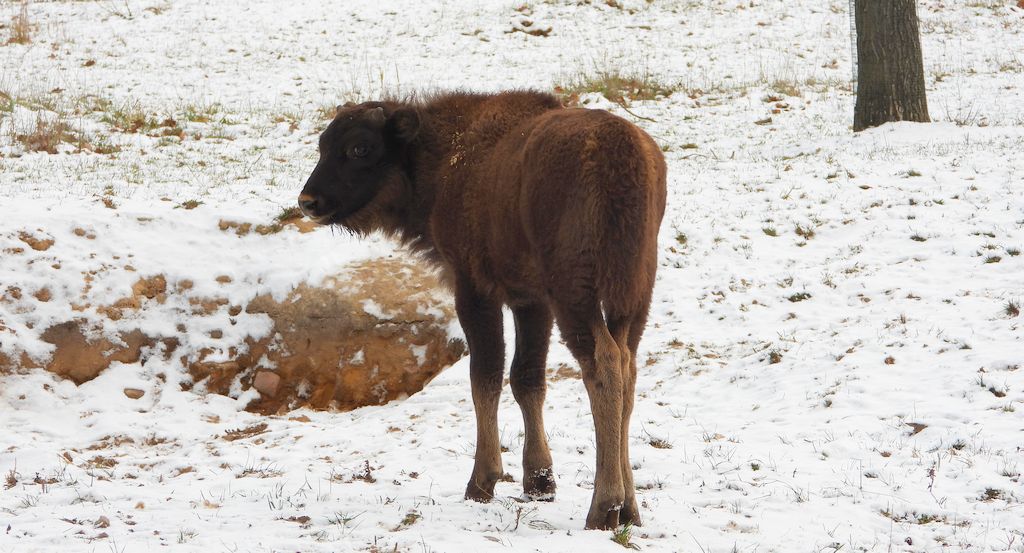 Żubr europejski, żubr (Bos bonasus)