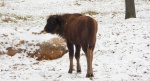 Żubr europejski, żubr (Bos bonasus)