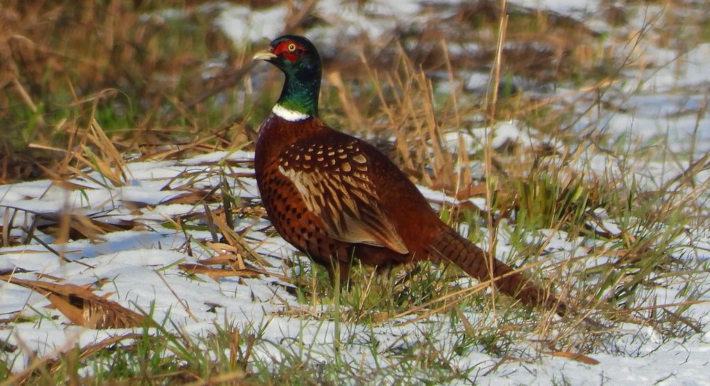 Bażant (Phasianus colchicus)