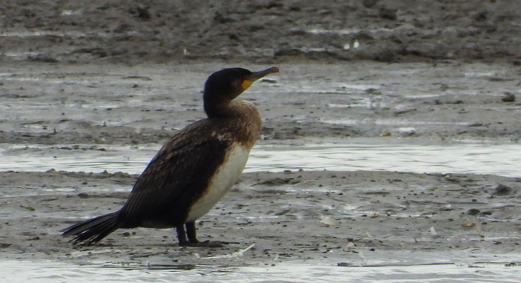 Kormoran, kormoran czarny (Phalacrocorax carbo)