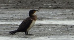 Kormoran, kormoran czarny (Phalacrocorax carbo)