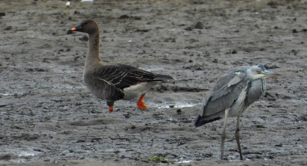 Gęś zbożowa, posiewnica (Anser fabalis) i czapla siwa (Ardea cinerea)