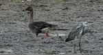Gęś zbożowa, posiewnica (Anser fabalis) i czapla siwa (Ardea cinerea)