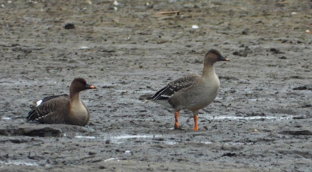 Gęś zbożowa, posiewnica (Anser fabalis)