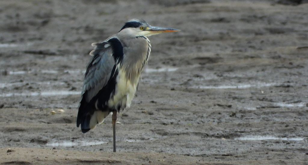 Czapla siwa (Ardea cinerea)