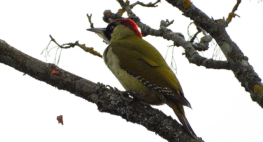 Dzięcioł zielony (Picus viridis)