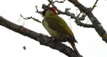 Dzięcioł zielony (Picus viridis)