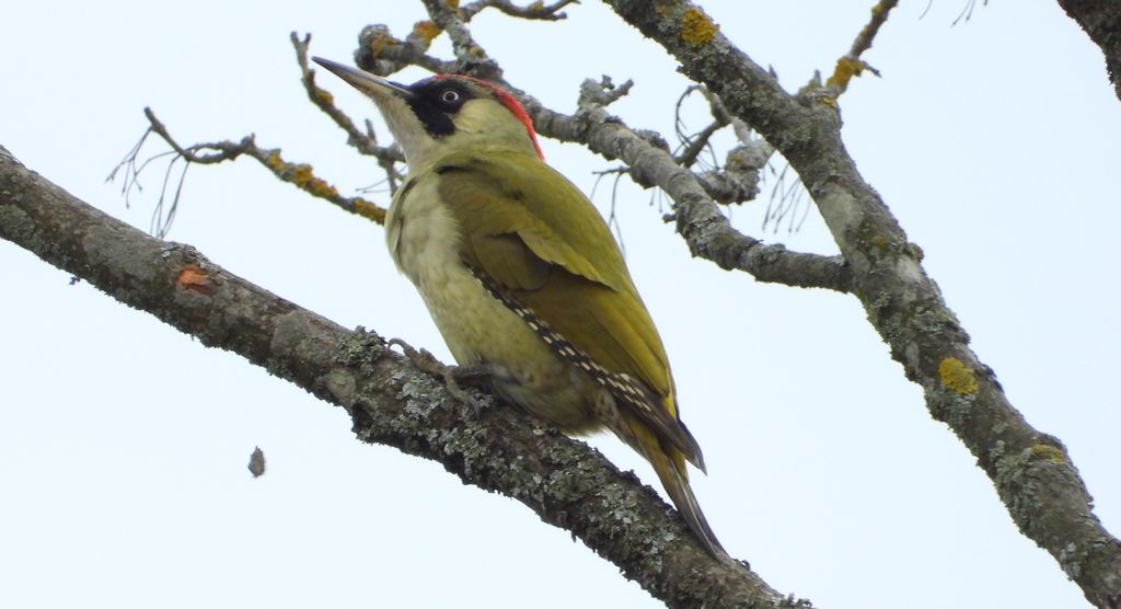 Dzięcioł zielony (Picus viridis)