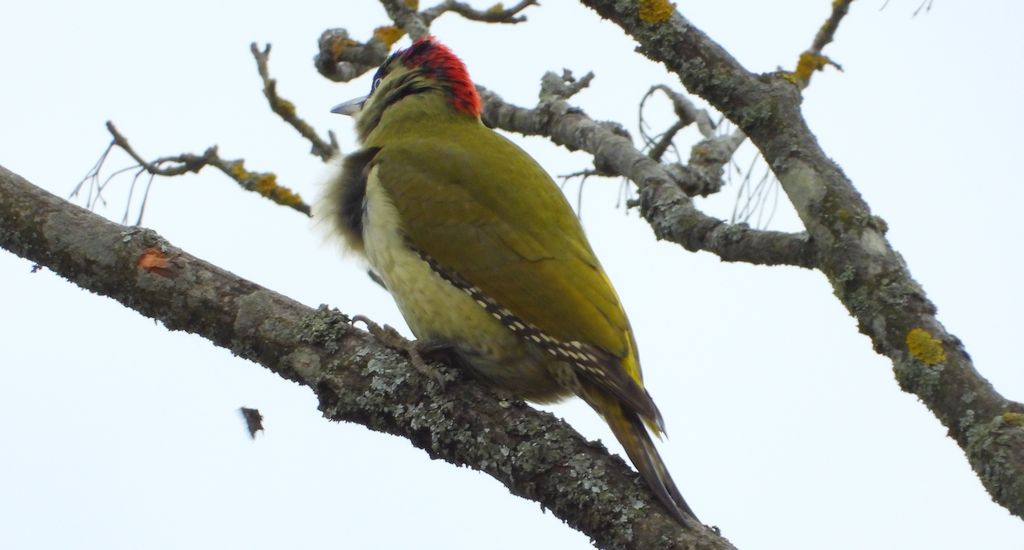 Dzięcioł zielony (Picus viridis)