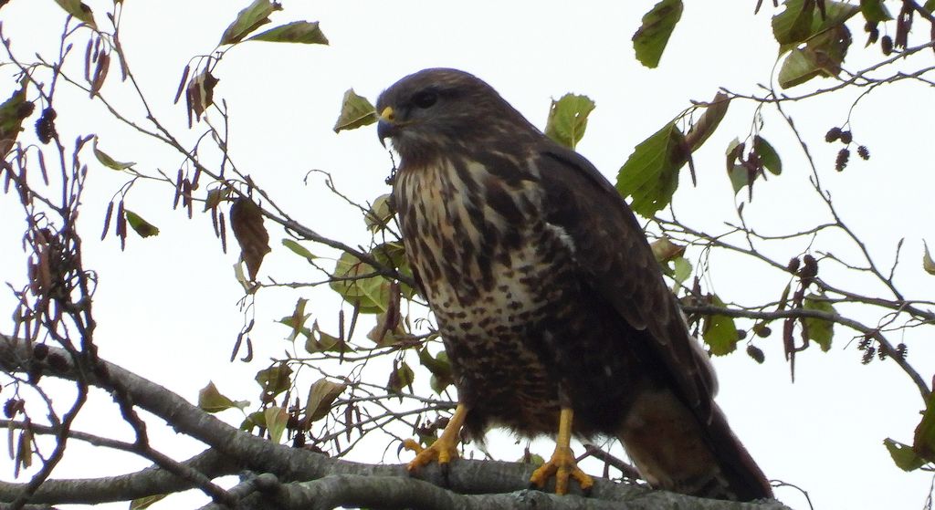 Myszołów, myszołów zwyczajny (Buteo buteo)