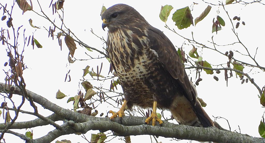 Myszołów, myszołów zwyczajny (Buteo buteo)