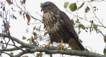 Myszołów, myszołów zwyczajny (Buteo buteo)