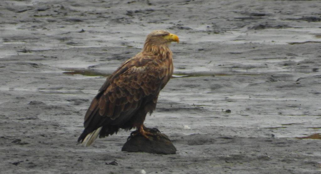Bielik, orzeł bielik, birkut (Haliaeetus albicilla)