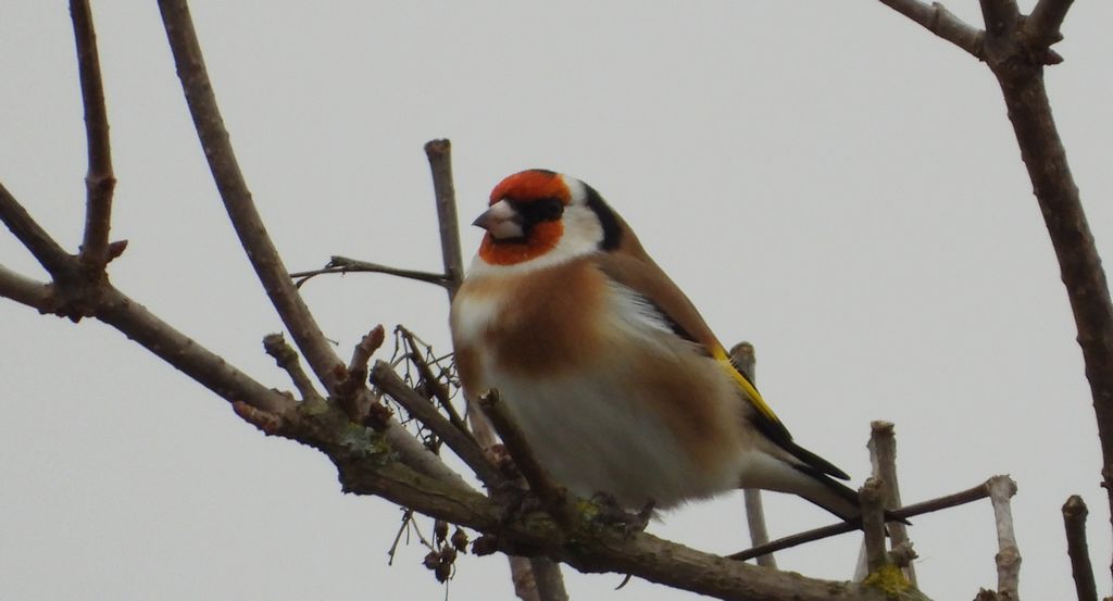Szczygieł (Carduelis carduelis)