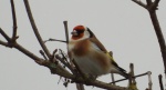 Szczygieł (Carduelis carduelis)